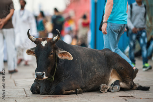 Cow lying on the street of the Indian city.