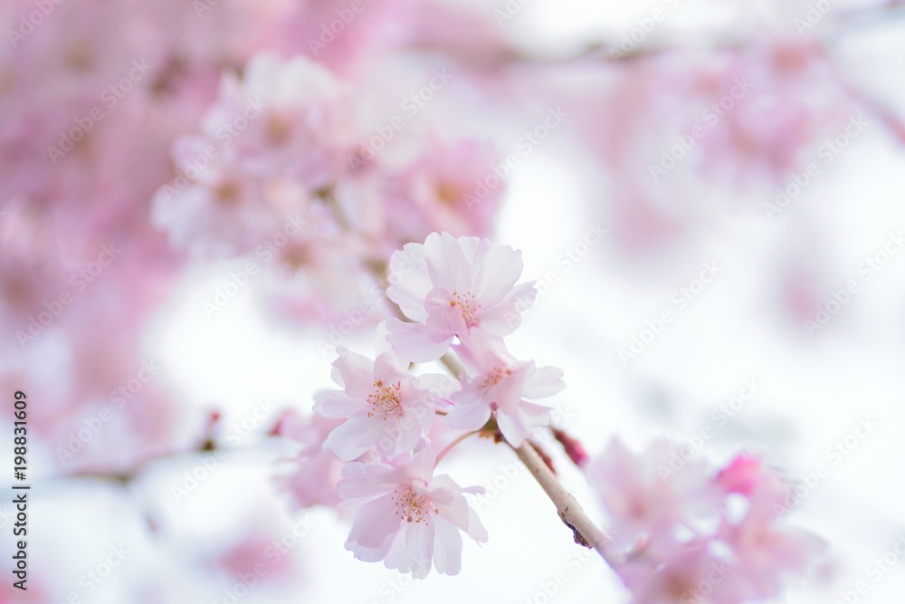 Macro texture of Japanese Pink Weeping Cherry Blossoms in horizontal frame