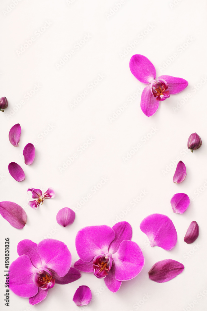 beautiful orchids on white background