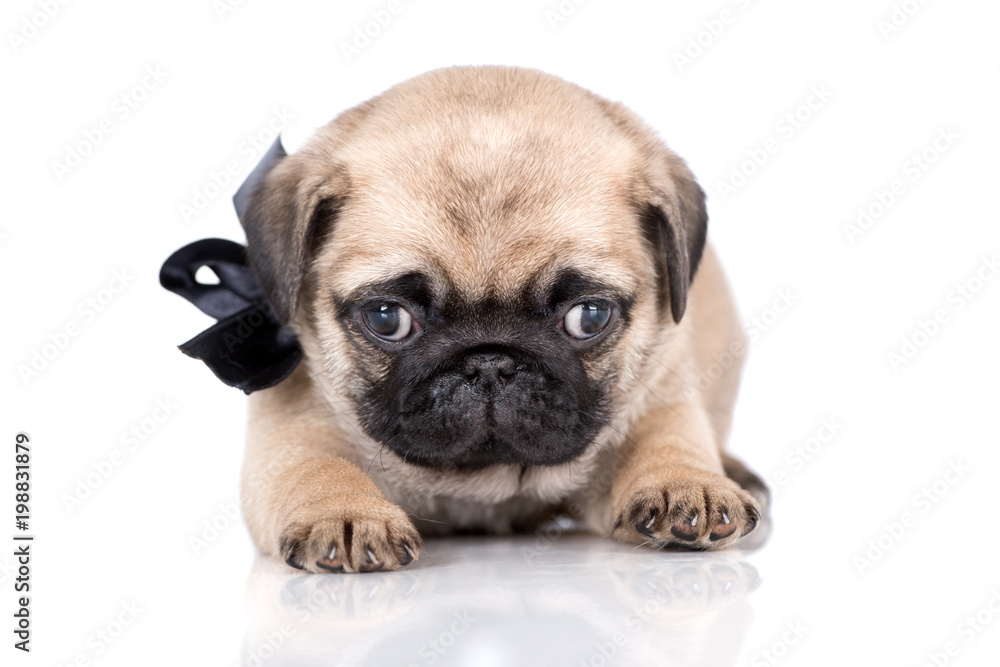 funny pug puppy lying down on white funny pug puppy lying down on white