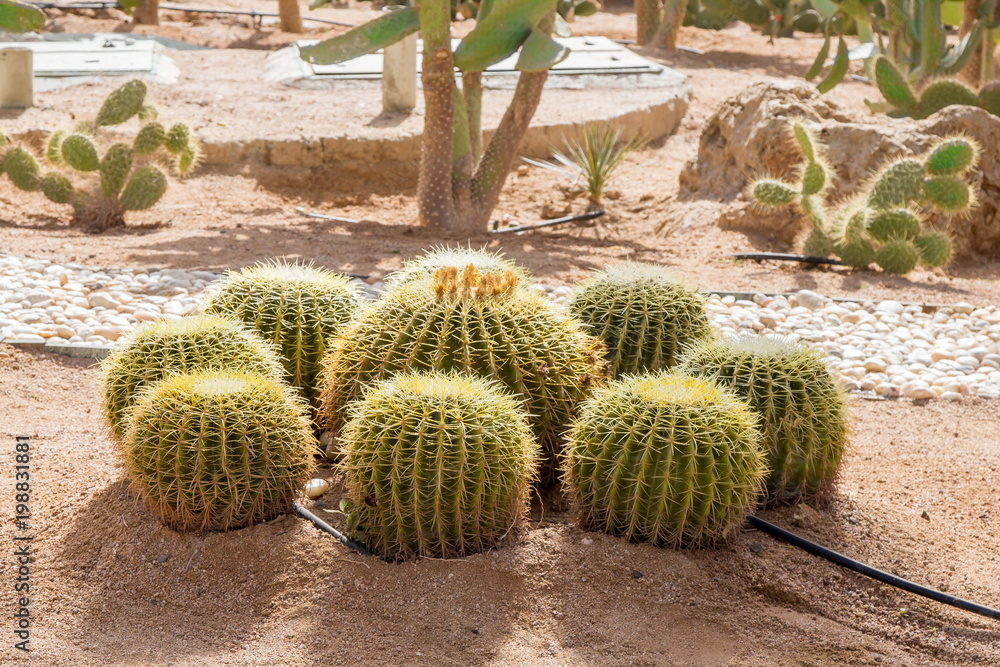 Cactus landscape, egyptian desert, cactus field Cactus landscape, egyptian desert, cactus field