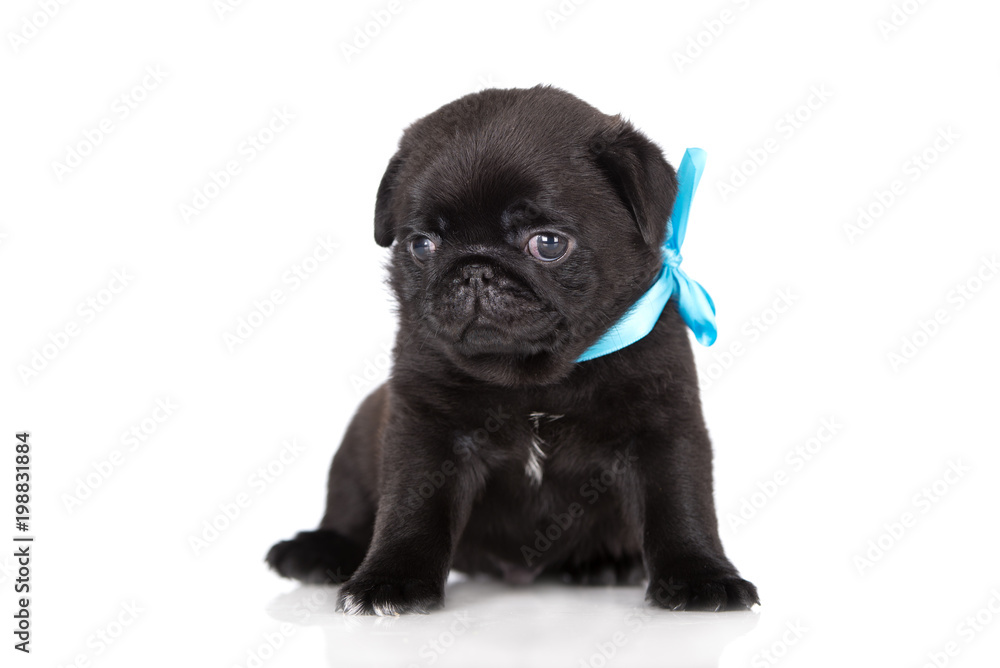 adorable black pug puppy sitting on white adorable black pug puppy sitting on white