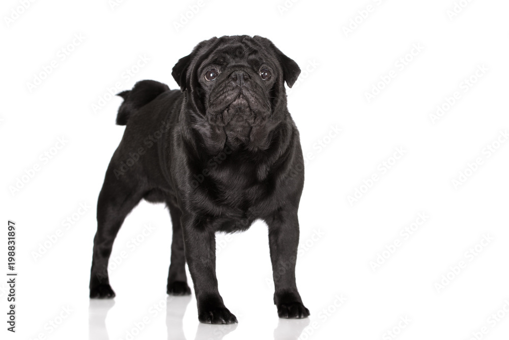 black pug dog standing on white