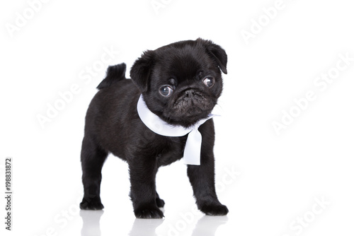 adorable black pug puppy standing on white