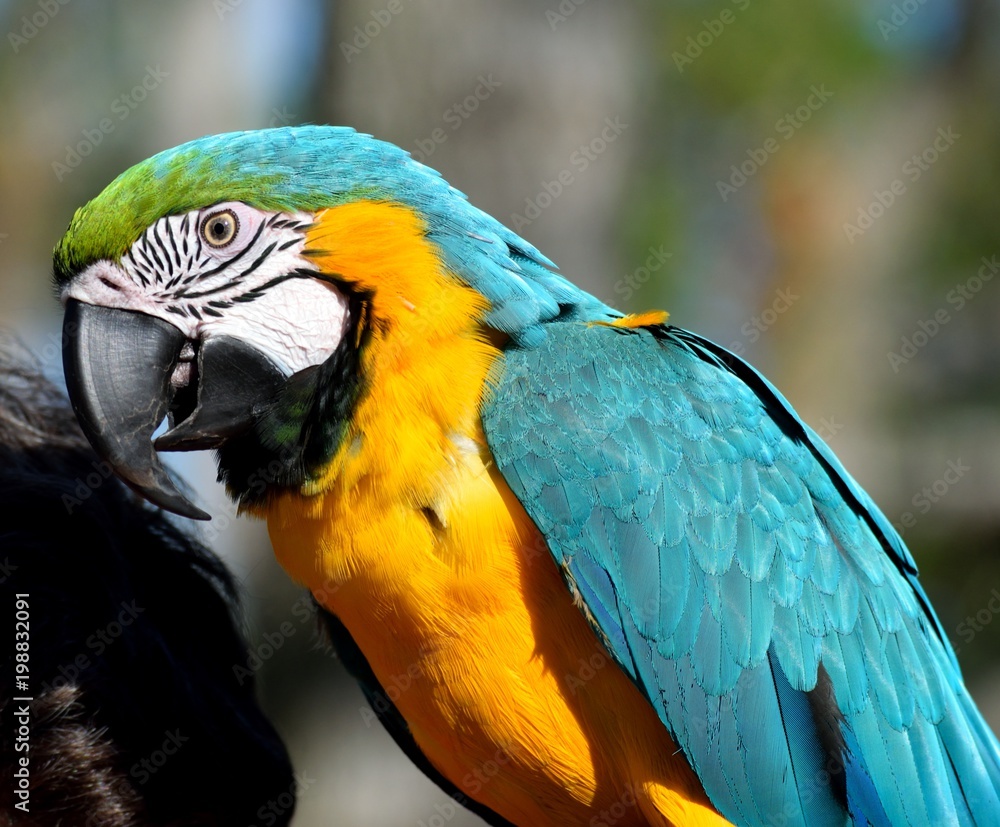 Vibrant Macaw Parrot