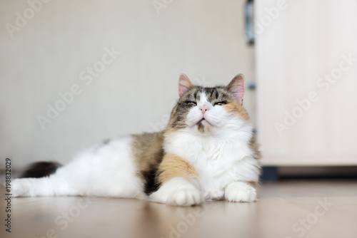 Fototapeta Naklejka Na Ścianę i Meble -  beautiful fluffy cat resting indoors