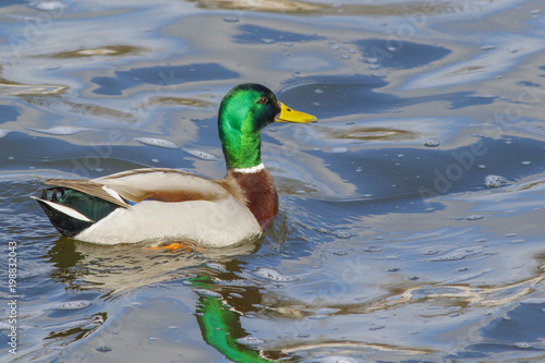 A wild duck mallard splashes in the water of a forest lake.