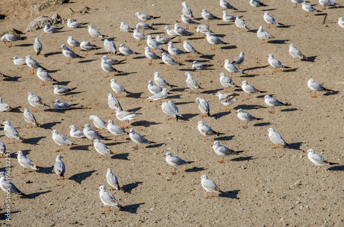 Large group of birds on sandy beach