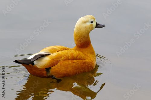 Wild duck ogar swims in the forest lake in China.