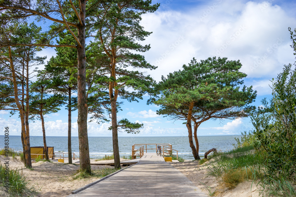 Fototapeta premium Curonian Spit, pine trees