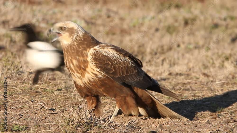 Western marsh harrier. Circus aeroginosus Western marsh harrier. Circus aeroginosus