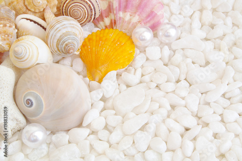 Seashells and pearls on white stones background