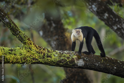 White-faced Capuchin - Cebus capucinus, beautiful bronw white faces primate from Costa Rica forest.