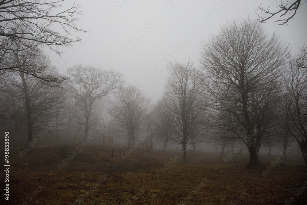 Landscape with beautiful fog in forest on hill or Trail through a mysterious winter forest with autumn leaves on the ground. Road through a winter forest. Magical atmosphere. Azerbaijan