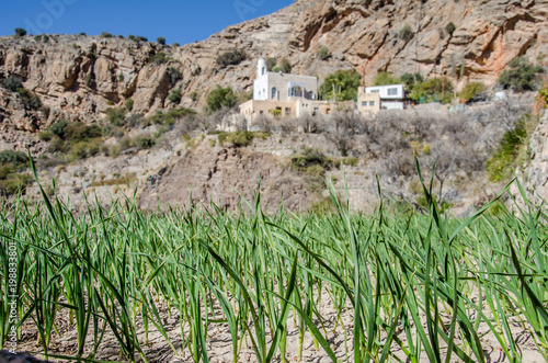 Wheat growing on field in Oman