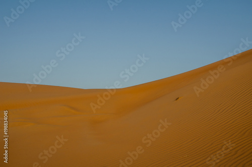 Sand dunes with wind pattern in Wahiba sands desert in evening light