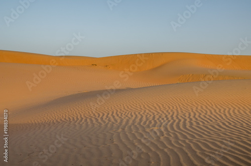 Sand dunes with wind pattern in Wahiba sands desert in evening light