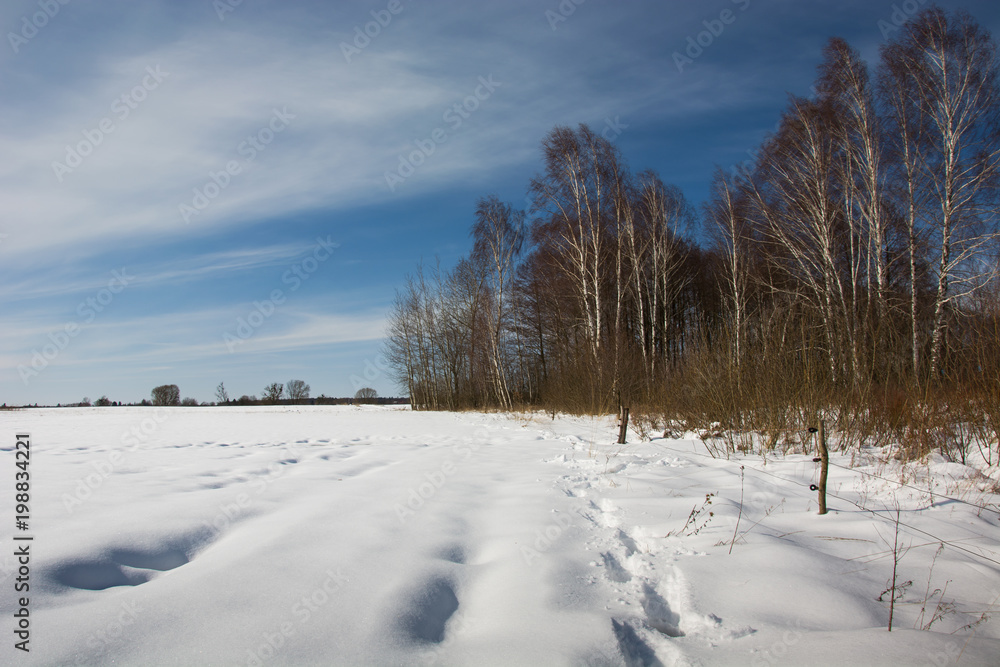 Traces on the snow and birch forest Traces on the snow and birch forest