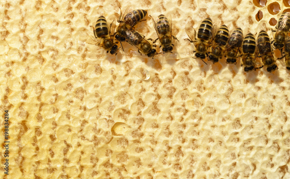Honeycomb. Close up view of the working bees on honey cells. Honeycomb. Close up view of the working bees on honey cells.