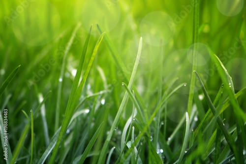  Close Up Of Fresh Grass With Water Drops In The Early Morning 