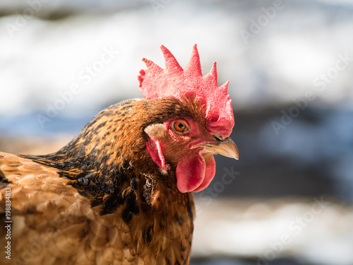 Fine looking close-up hen portrait