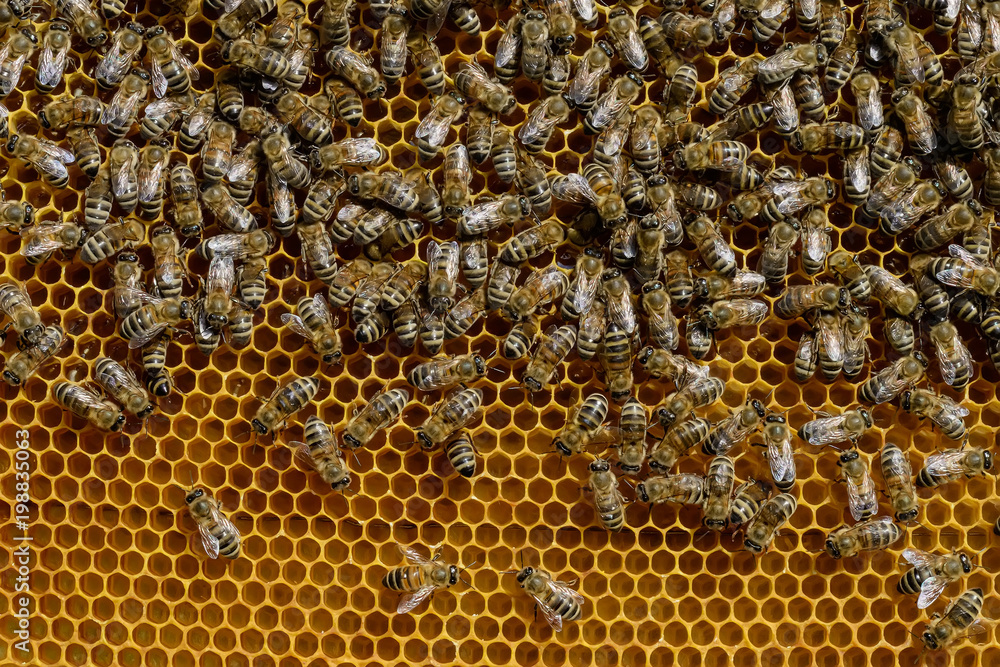 A fragment of a honey cell with bees. Natural background.