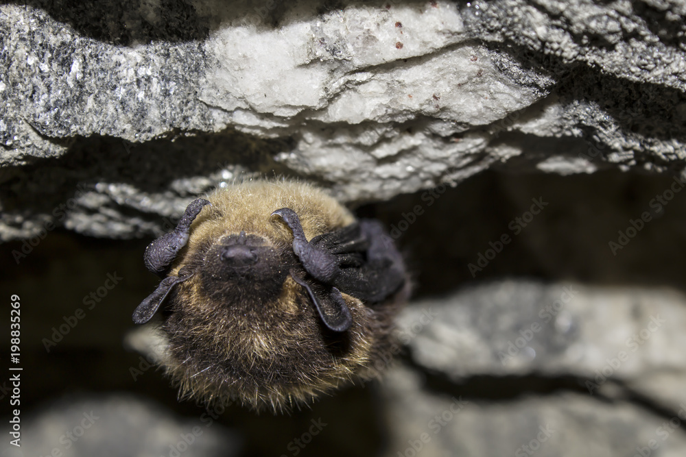 Obraz premium bat is sleeping on rocks in a cave