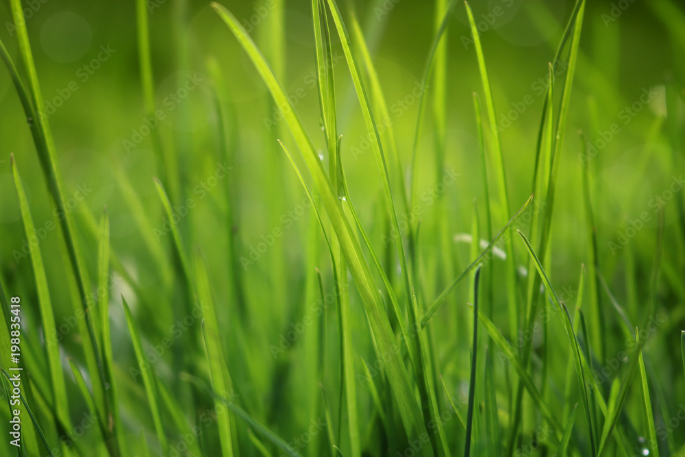  Close Up Of Fresh Grass With Water Drops In The Early Morning 