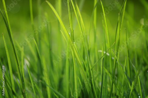  Close Up Of Fresh Grass With Water Drops In The Early Morning 