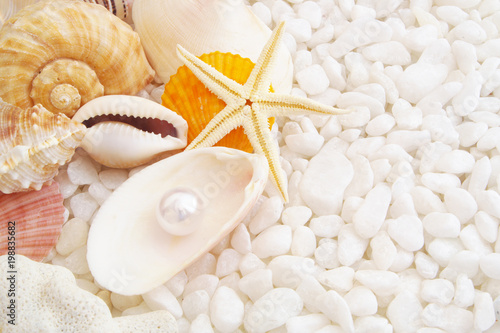 Seashells and pearl on shell with many white stones 