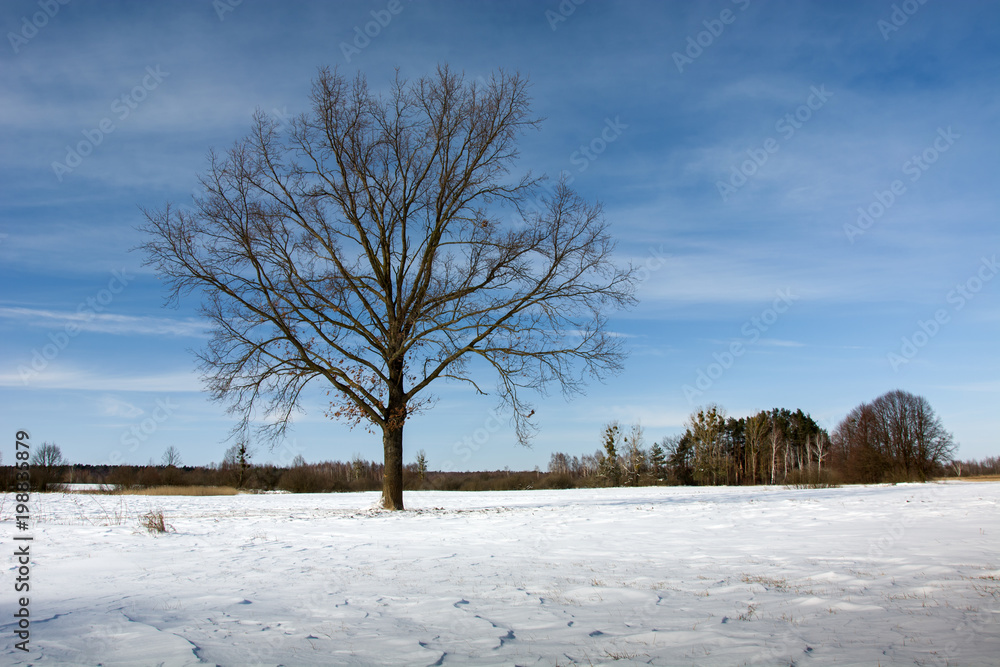 A large lonely tree in winter A large lonely tree in winter