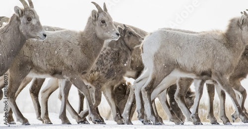 bighorn sheep herd crossing from ground level and many hooves
