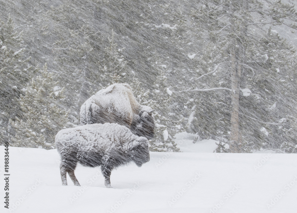 Fototapeta premium bison in a windy blizzard in the forest