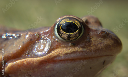 Detail eye common frog in the wild