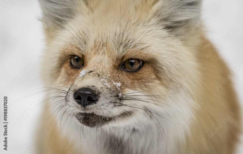 red rox portrait with snow on nose red rox portrait with snow on nose
