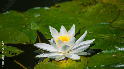 Gorgeous water lily  lotus  floating in a small pond at Spring