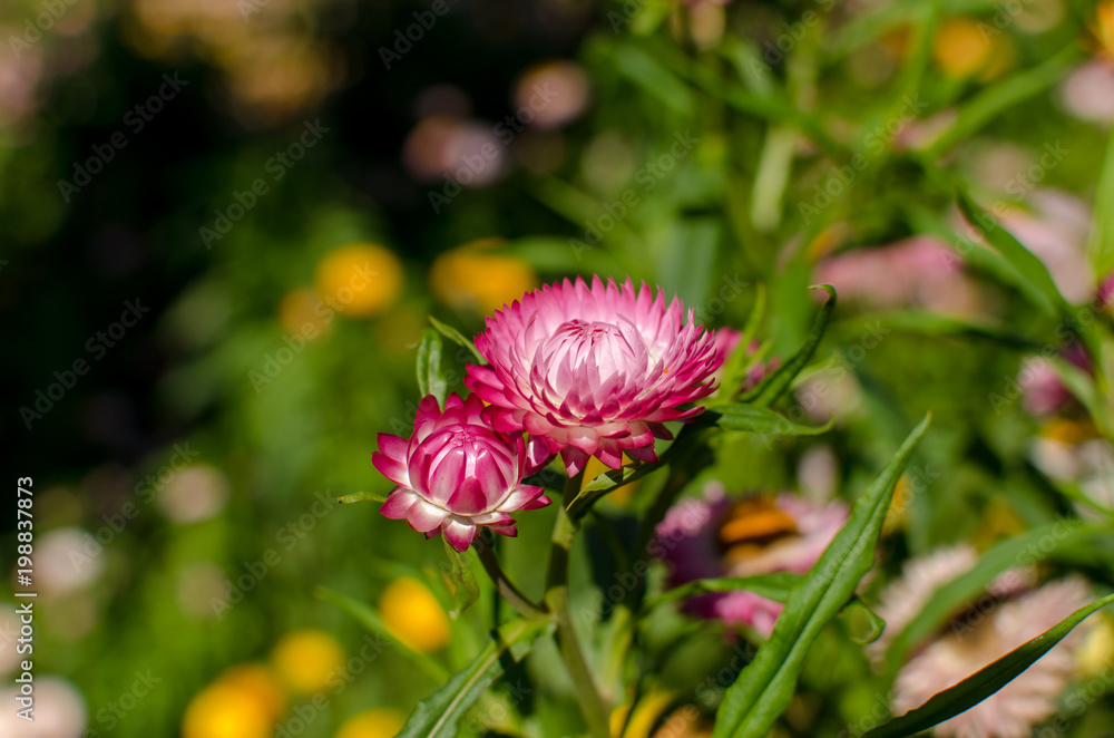 Beautiful Red Flowers in a Garden. Beautiful Red Flowers in a Garden.