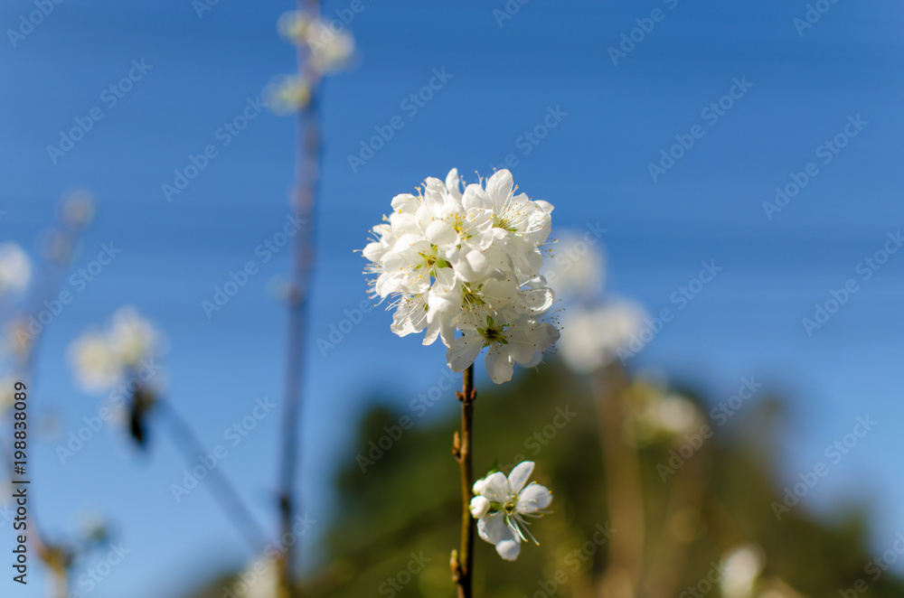 Focus Chinese Plum or Japanese Apricot with Blue Sky in the Garden. Focus Chinese Plum or Japanese Apricot with Blue Sky in the Garden.