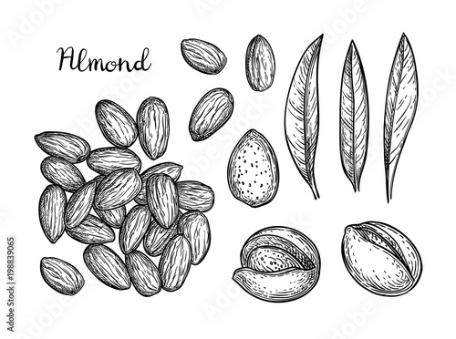 Ink sketch of almond.