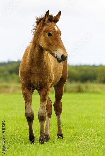 The foal of a bay colour is standing in a meadow. The cub of a horse is on free-ranging in a field. The horsey is walking on a freedom in a summer day. The one bronco is on the pasture.