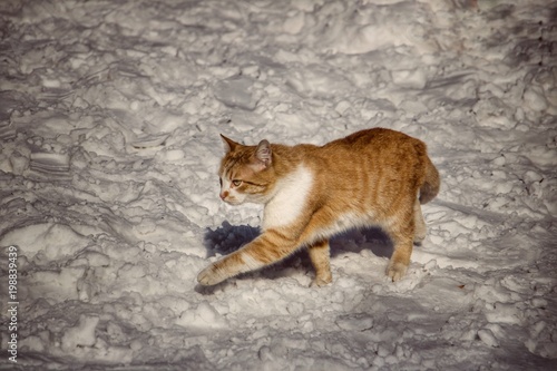 cat in the snow © Marija