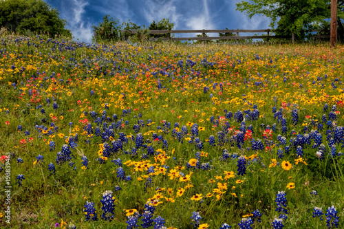 Bluebonnets and yellow wildflowers.