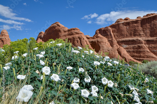 Фотография Sacred Datura wild flowers near Devils Garden trailhead Arches National Park, Mo