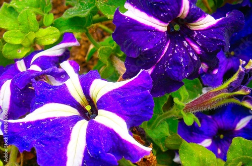 Exquisite and unique vegetation of the Crimean Peninsula