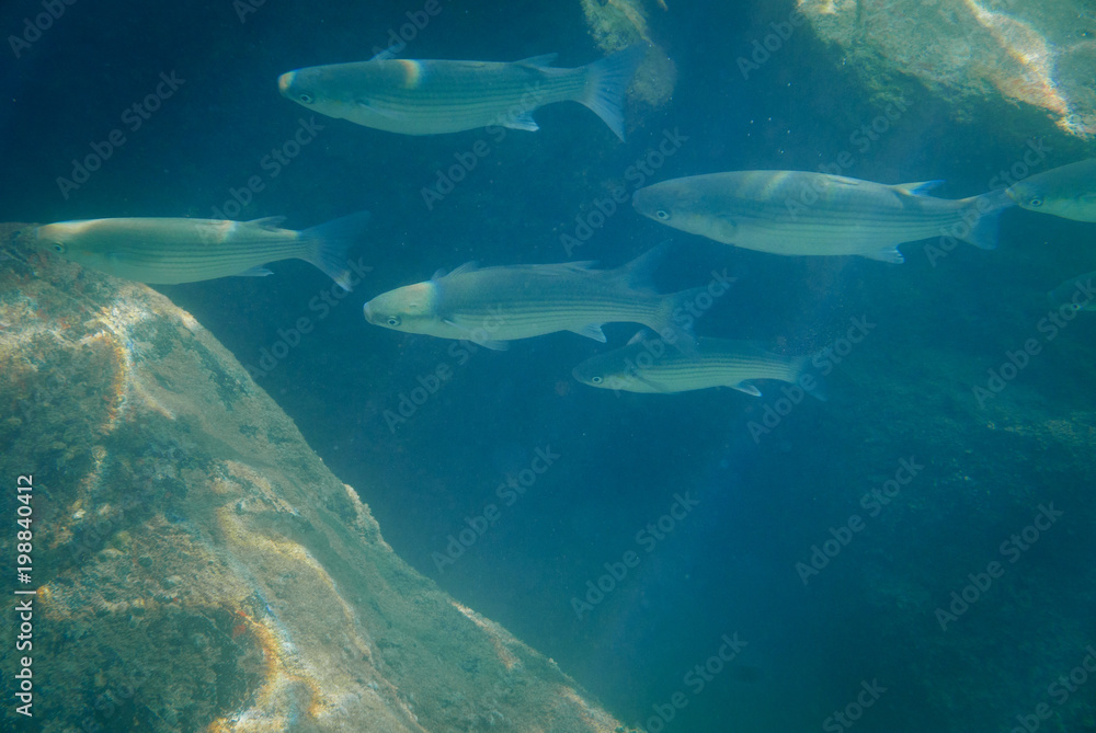 Fototapeta premium Fish floating underwater.