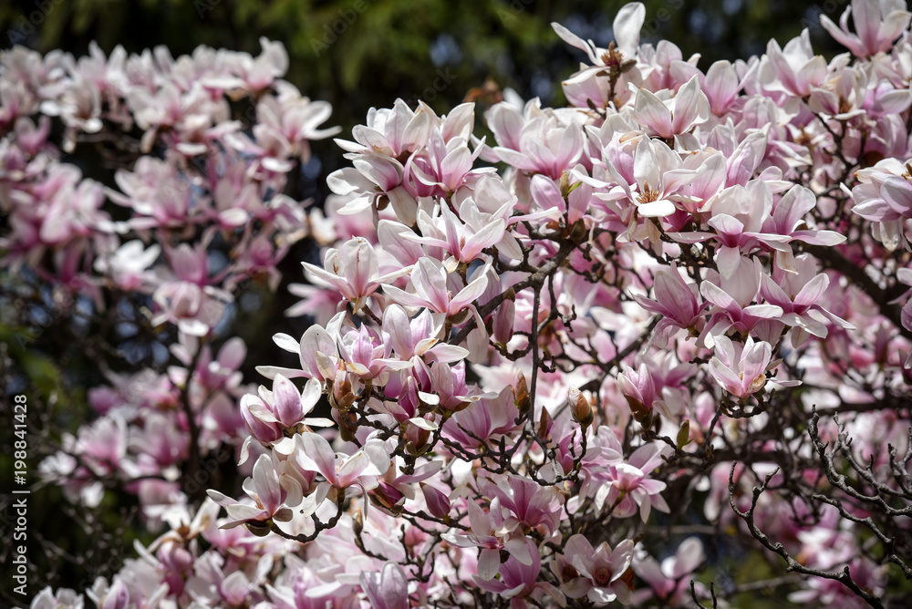 Spring flowers magnolia blossom tree on a bright sunny day