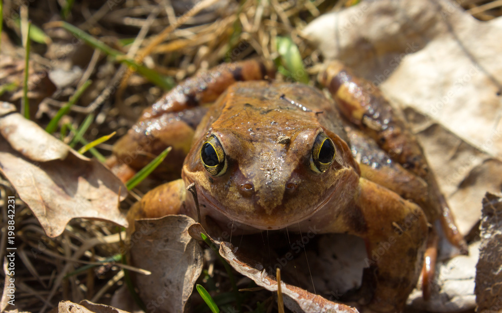 Common frog in the wild on the dry leaves Common frog in the wild on the dry leaves