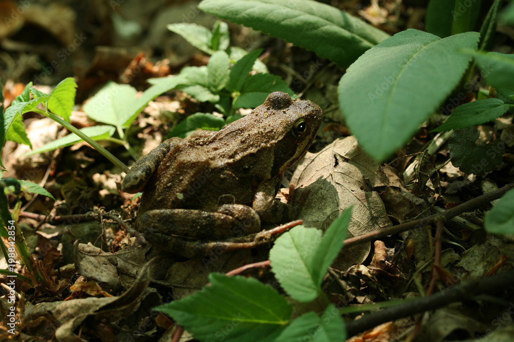 grenouille rousse dans un bois grenouille rousse dans un bois