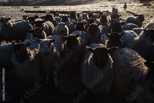 Flock of sheep, backlit by the sun