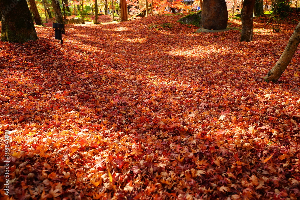 京都 紅葉の絨毯stock Photo Adobe Stock